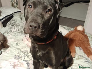 Mixed Breed dogs Cane Corso/Staffie x Shar Pei - Advert 3