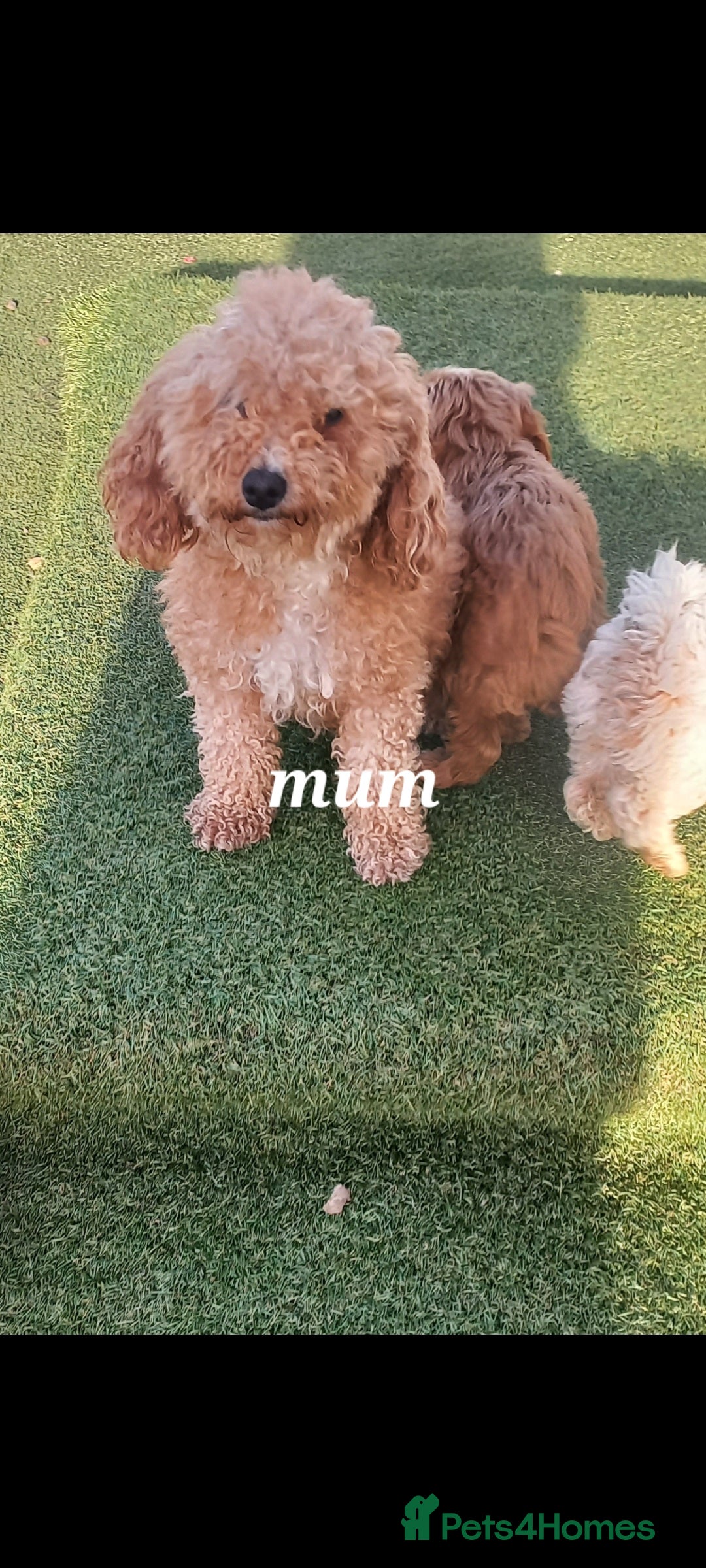 Maltipoo dogs for sale: Maltipoo puppies  - Advert 15