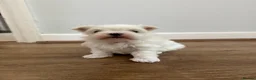 Maltese dogs for sale: One Beautiful Korean Maltese boy left for sale 🐾  - Advert 3