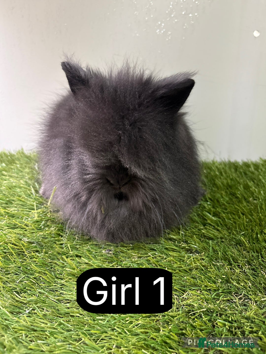 Lionhead rabbits for sale: Beautiful double mained Lionhead babies  - Image 1