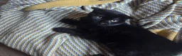 Mixed Breed cats for sale: 4 Female kittens  - Advert 15