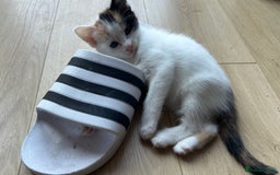 Mixed Breed cats for sale: Kittens for sale - Image 4
