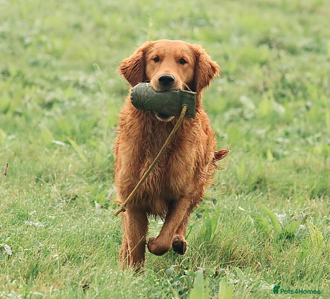 Golden Retriever dogs for stud: KC Working Golden Retriever 0/0 hips, clear DNA  in Halstead - Advert 6