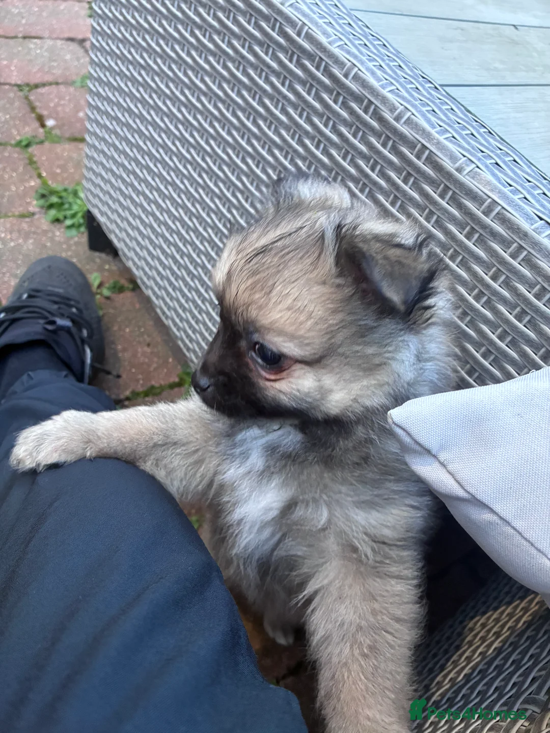 Pomeranian dogs for sale: 3 beautiful teddy Pomeranian puppies  in Doncaster - Advert 18