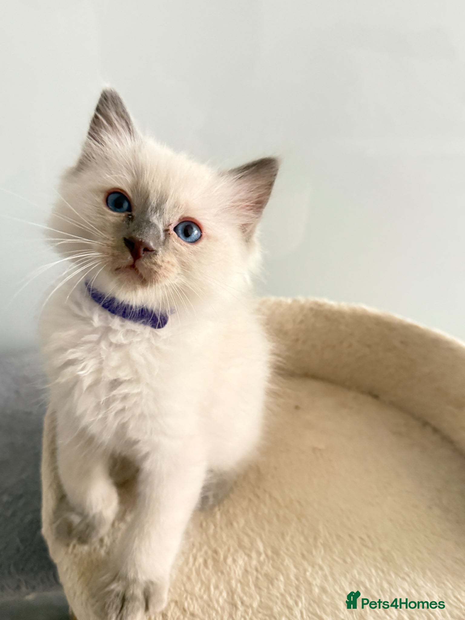 Ragdoll cats ***2 Beautiful Pure Ragdoll Male Kittens left *** - Advert 14