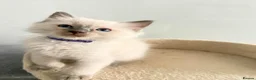 Ragdoll cats for sale: *Ready To Leave Now 2 Pure Ragdoll Male Kittens*** - Advert 11