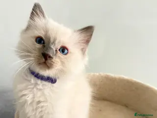 Ragdoll cats ***2 Beautiful Pure Ragdoll Male Kittens left *** - Advert 14