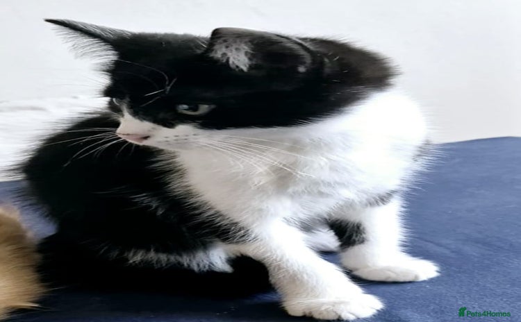 Domestic Shorthair cats - Advert 1