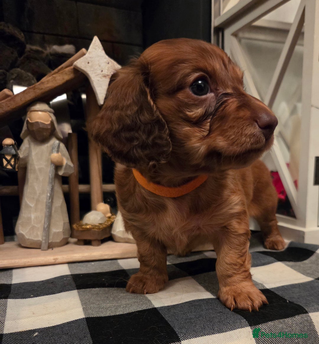 Dachshund dogs for sale: Sweet Male Dachshunds - Advert 5