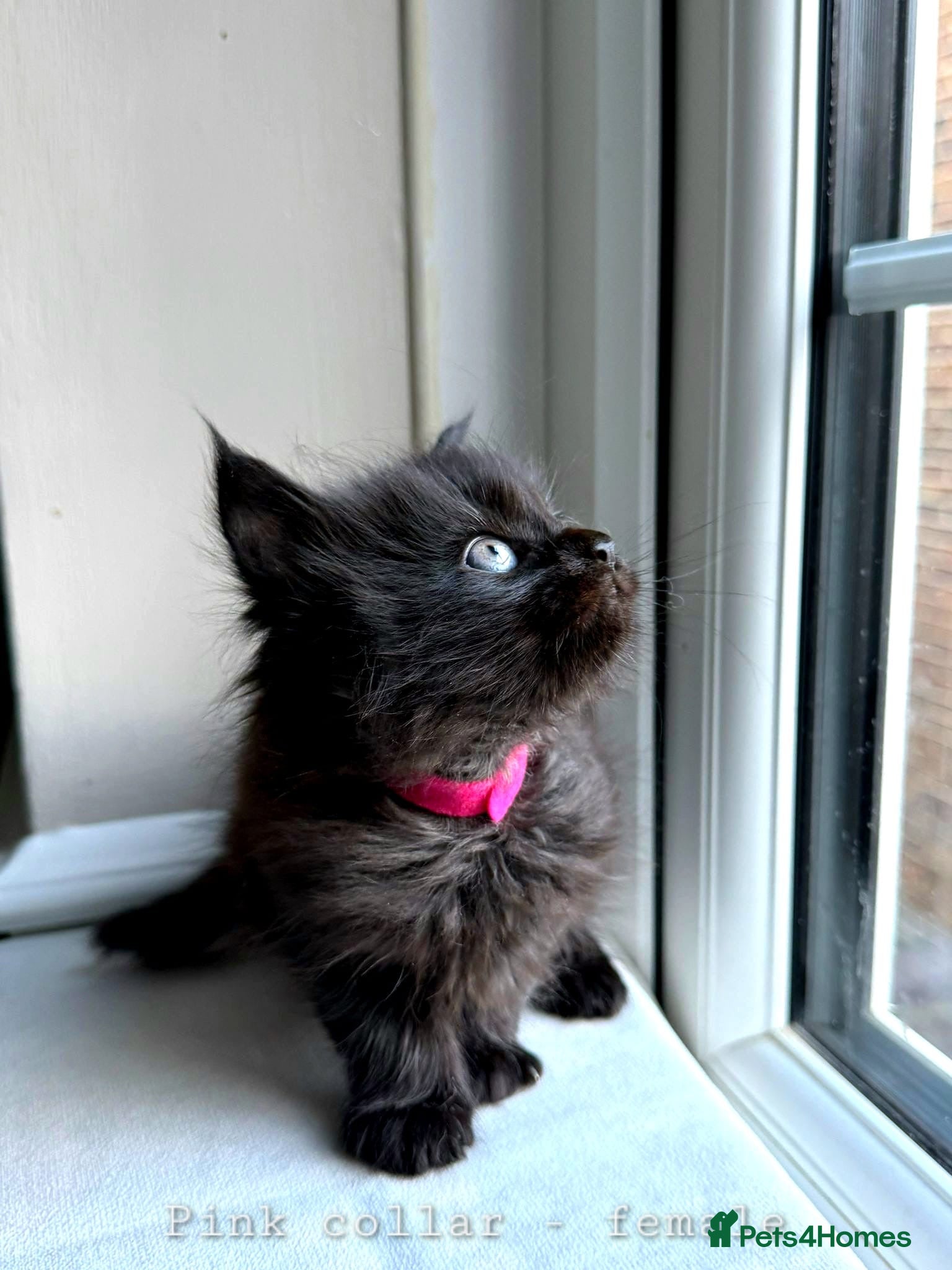 Maine Coon cats Black Smoke Maine Coon TICA Reg Ready April - Advert 1