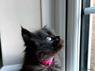 Maine Coon cats Black Smoke Maine Coon TICA Reg Ready April - Advert 1