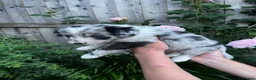 Border Collie dogs for sale: Border collie puppies - Advert 13