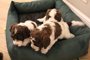 Mixed Breed dogs Cockapoo - Bernedoodle Pup for sale - Advert 16
