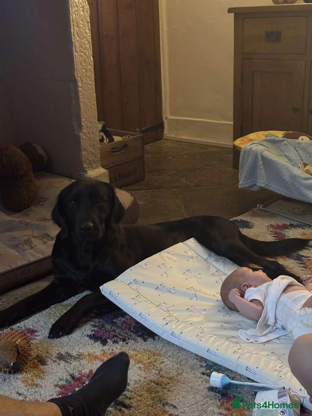 Springador dogs for stud: Homebred Proven Springador stud  - Advert 6