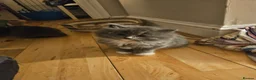 Mixed Breed cats for sale: Fluffy kitten - Advert 13