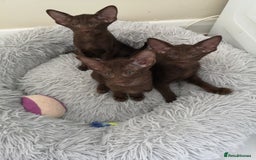 Oriental cats for sale: Stunning Orientals Chocolate (Havana)  - Image 4