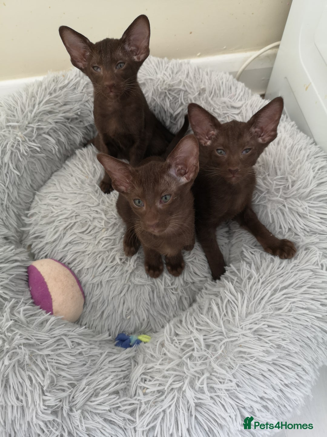 Oriental cats for sale: Stunning Orientals Chocolate (Havana)  - Image 4