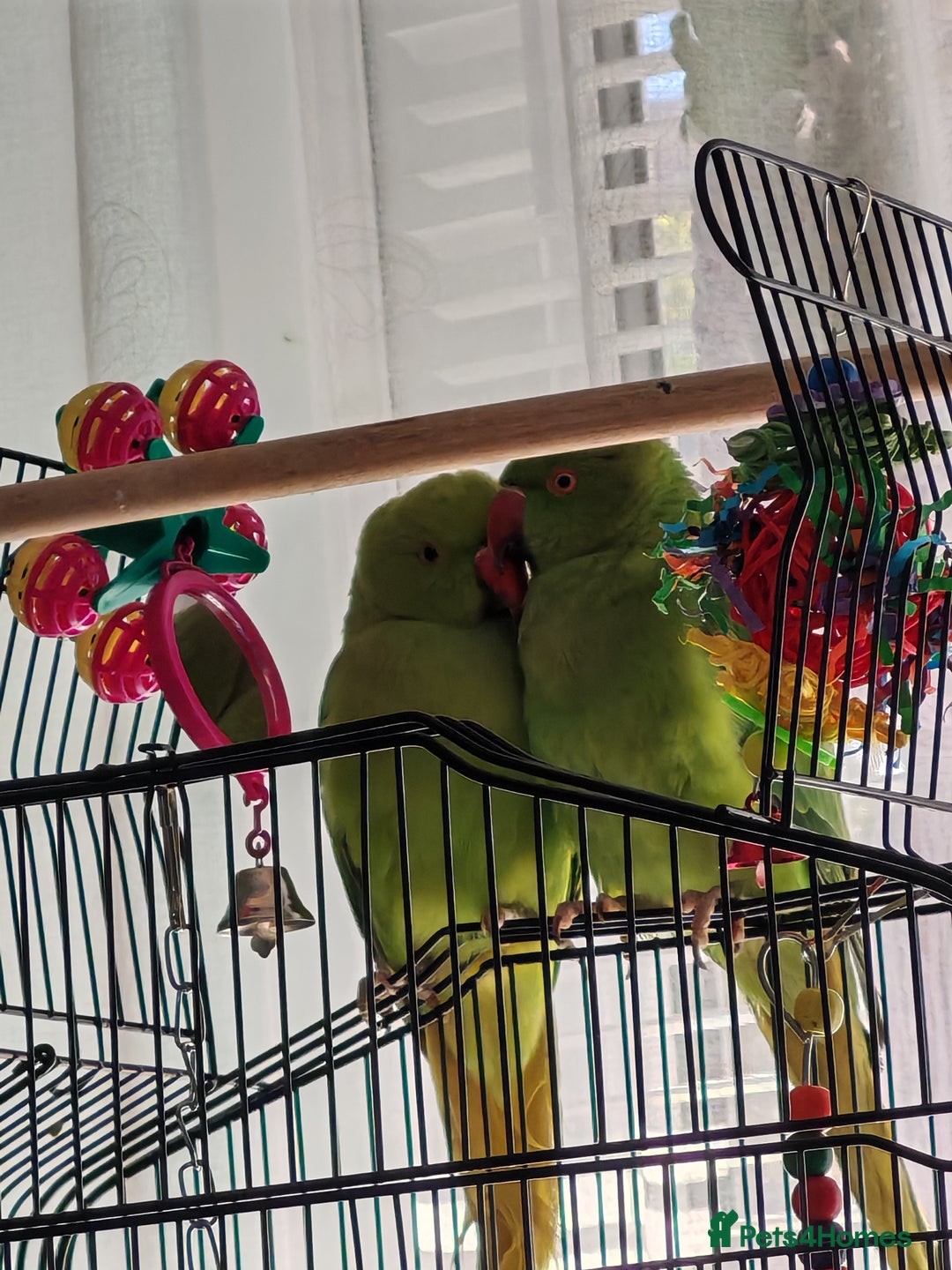 Ringnecks birds for sale: Ringneck mixed  - Advert 5