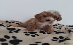 Maltipoo dogs for sale: Maltipoo Puppies – 3 Girls & 3 Boys - Image 19