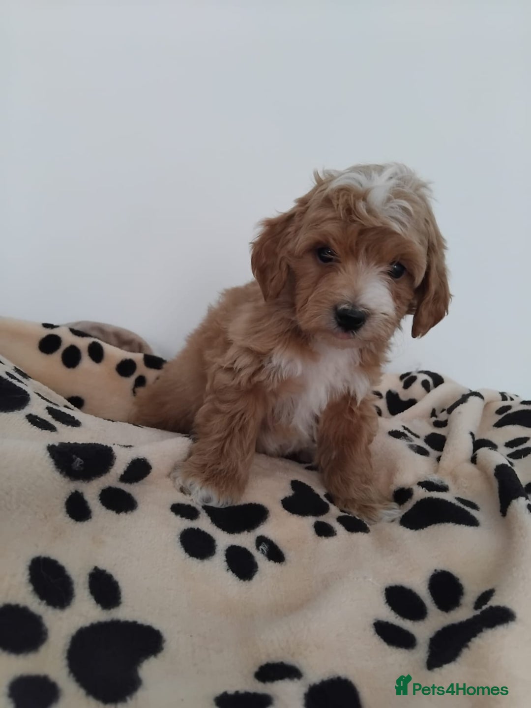 Maltipoo dogs for sale: Maltipoo Puppies – 3 Girls & 3 Boys - Image 19
