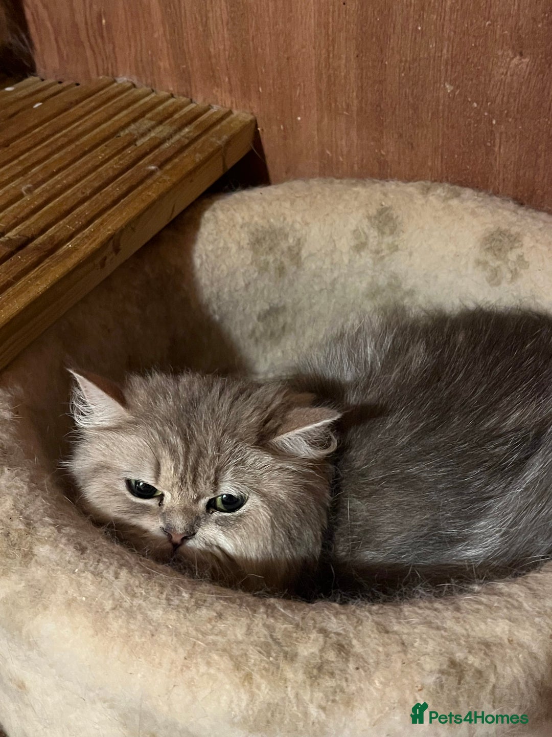 British Longhair cats for sale: Gorgeous Gccf female British Longhairs - Image 9