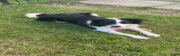 Border Collie dogs for sale: Rex the border collie - Advert 2
