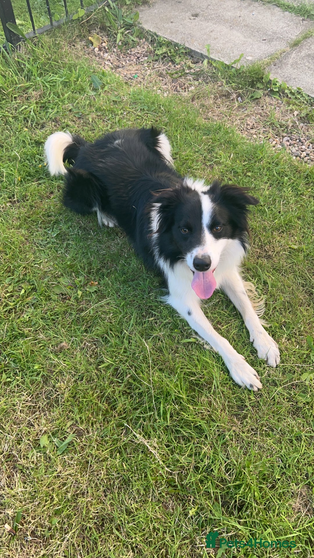Border Collie dogs for sale: Rex the border collie - Advert 2