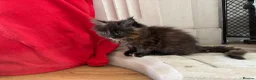 Maine Coon cats for sale: Maine Coon Kittens 2 males  - Advert 9