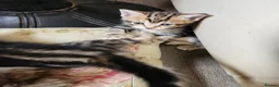 Mixed Breed cats for sale: Kittens for sale - Advert 7