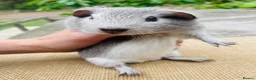 Guinea Pig rodents for sale: Guinea pigs for loving new homes - Advert 8