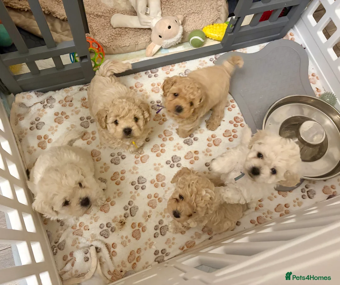 Mixed Breed dogs for sale: Beautiful Toy Poochon Puppies - Advert 2