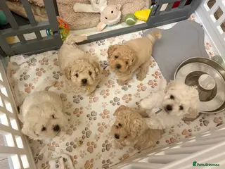 Mixed Breed dogs 5 Beautiful Poochon Puppies For Sale - Advert 5
