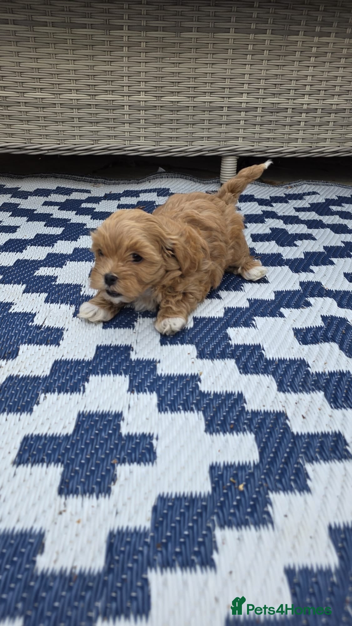 Maltipoo dogs READY NOW Tiny Toy Maltipoo puppies 🐶 - Advert 9