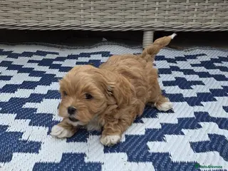 Maltipoo dogs READY NOW Tiny Toy Maltipoo puppies 🐶 - Advert 9
