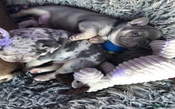 French Bulldog dogs for sale: Two boys  - Advert 3