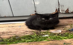 Mixed Breed cats for sale: Kittens for sale  - Advert 27