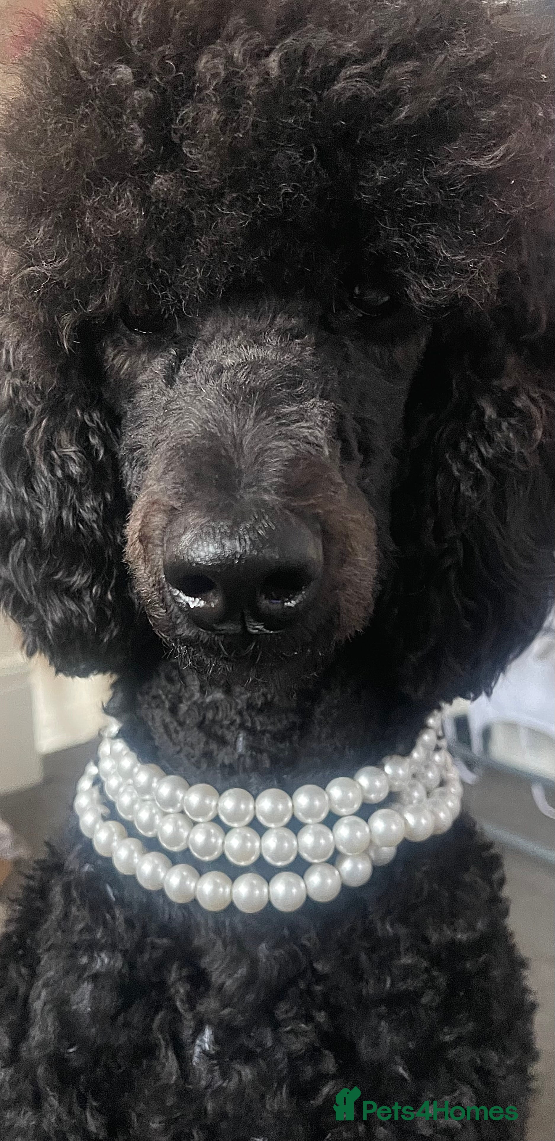 Standard Poodle dogs Forever Home for Lovely Girl - Advert 3
