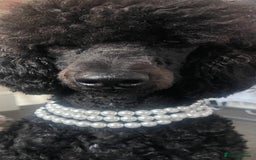 Standard Poodle dogs for sale: Forever Home for Lovely Girl - Image 1