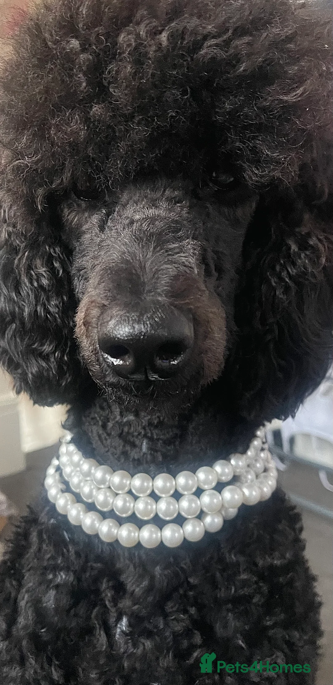 Standard Poodle dogs for sale: Forever Home for Lovely Girl - Advert 1