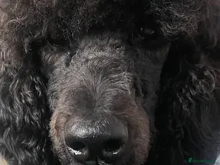 Standard Poodle dogs Forever Home for Lovely Girl - Advert 3