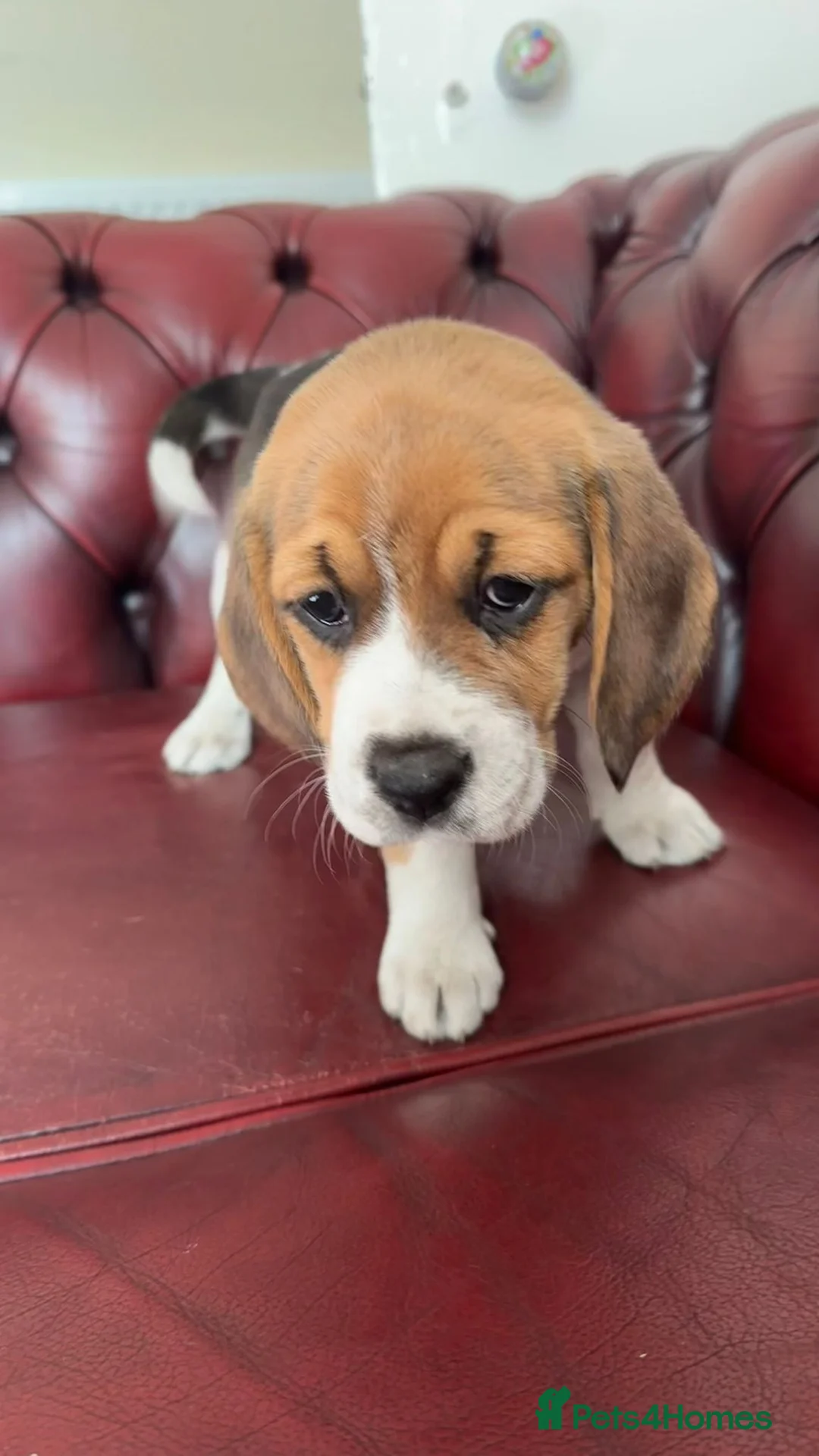 Beagle dogs for sale: Beagle puppies  - Advert 2