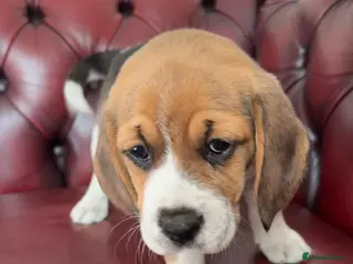 Beagle dogs Beagle puppies - Advert 8