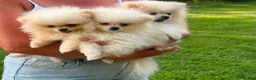 Pomeranian dogs for sale: pomarain pups - Advert 14