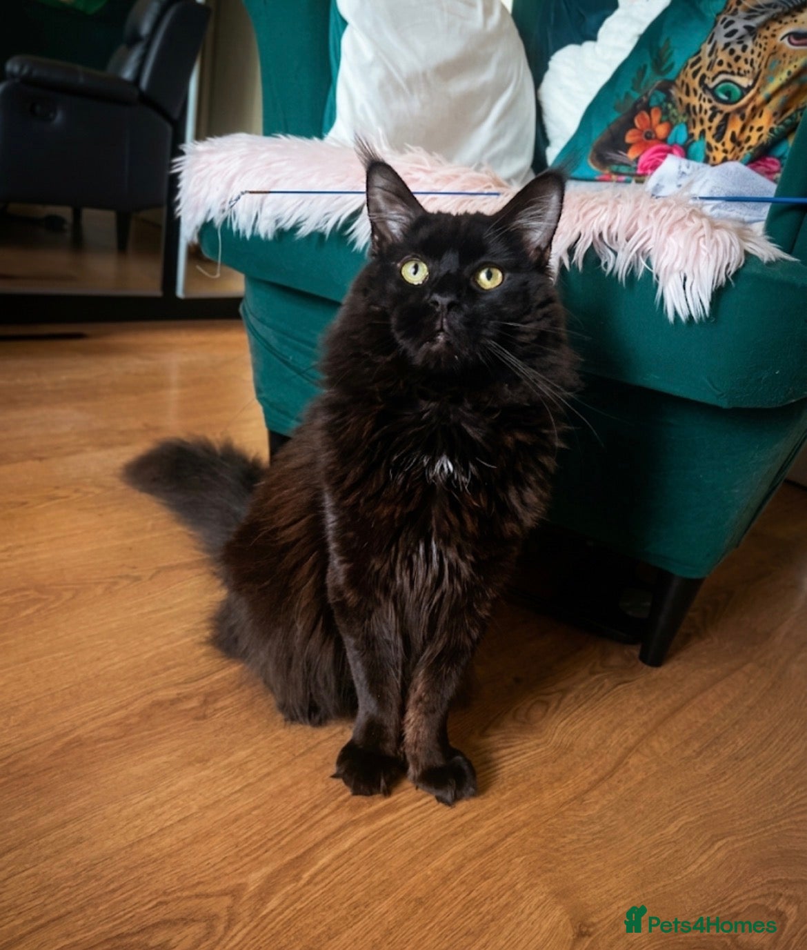 Maine Coon cats MONSTRUAL GIANTS! Elite MAINE COON Kittens  - Advert 2