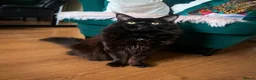 Maine Coon cats for sale: MONSTRUAL GIANTS! Elite MAINE COON Kittens  - Advert 2