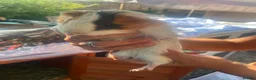 Guinea Pig rodents for sale: Guinea pigs for sale - Advert 4
