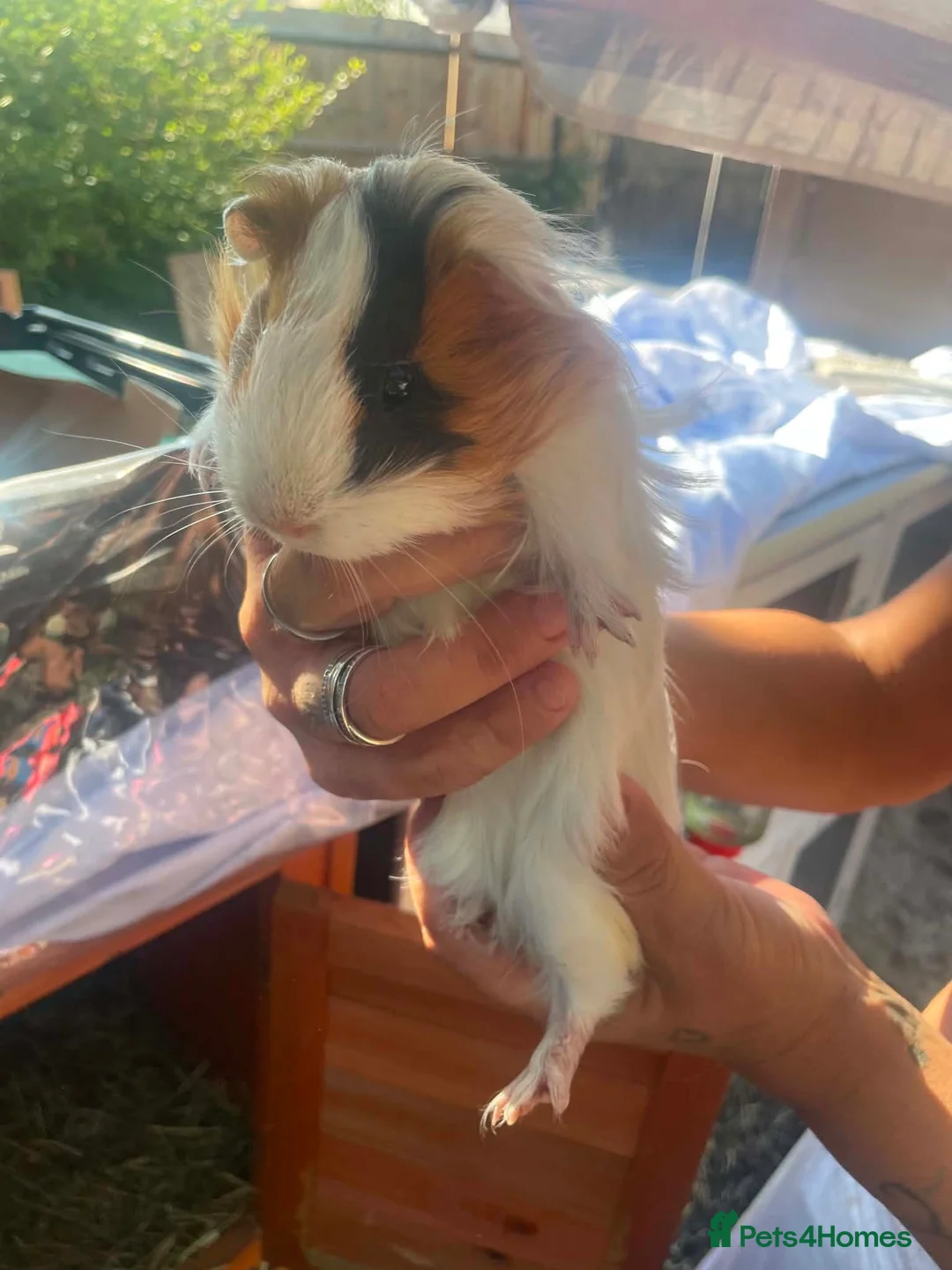Guinea Pig rodents for sale: Guinea pigs for sale - Advert 4
