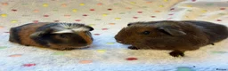 Guinea Pig rodents for sale: Beautiful baby boars - Advert 3