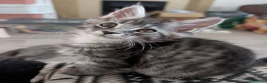 Maine Coon 3