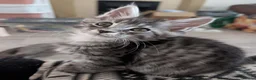 Maine Coon cats for sale: Tica registered mainecoons  - Advert 39